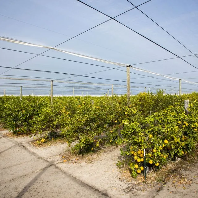 thumbnail for publication: CUPSchat: A Specialized Chatbot for Citrus under Protective Screen (CUPS) Information